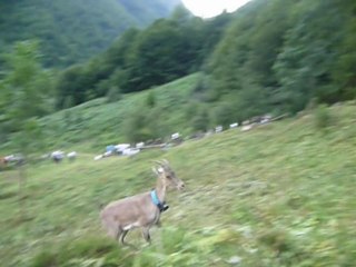 Lâcher de 11 bouquetins dans le PNR ariegeois