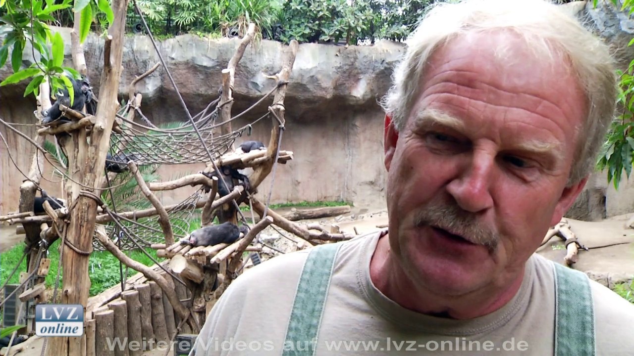 Bonobo-Babies im Leipziger Zoo entwickeln sich prächtig