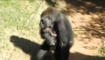 Ce bébé gorille est inséparable de sa mère