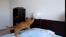 Balonla oynayan kedinin sonu