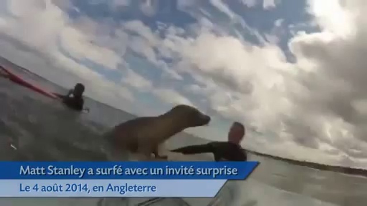Quand un bébé phoque fait du surf