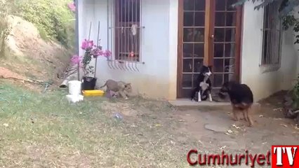 Küçük aslan yavrusundan korkan köpek