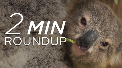 Ebola ferrets, surfing seals & a koala police mystery