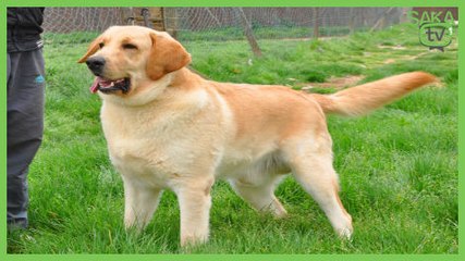 Sahibiyle Sabah Sporu Yapan Köpek