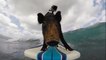 GoPro presents Kama The Surfing Pig - Surf