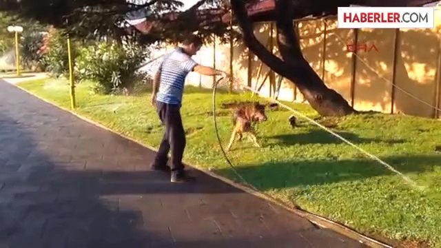 Sıcaktan Bunalan Köpek Hortumla Islatılarak Serinledi