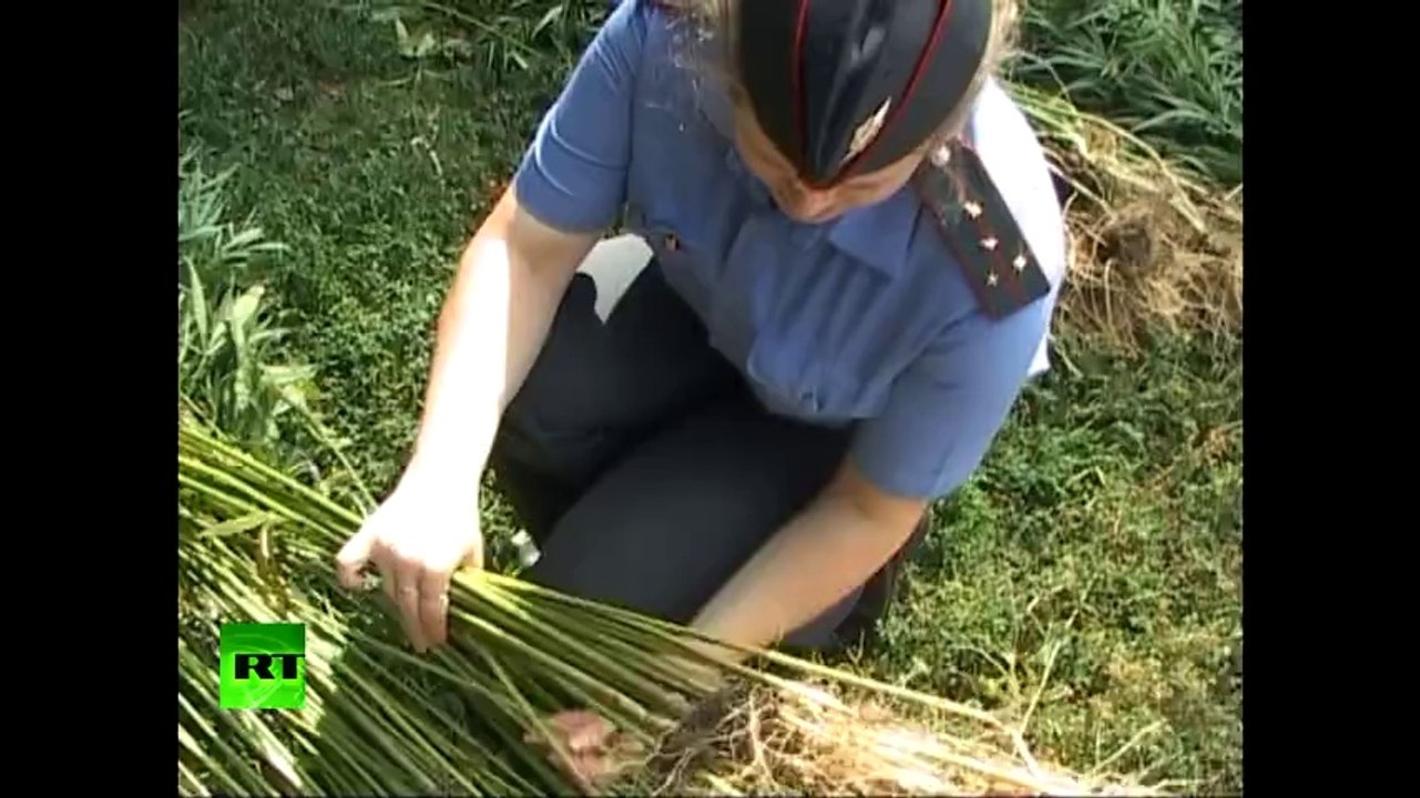 Marijuana sting: Bees attack police destroying cannabis plot