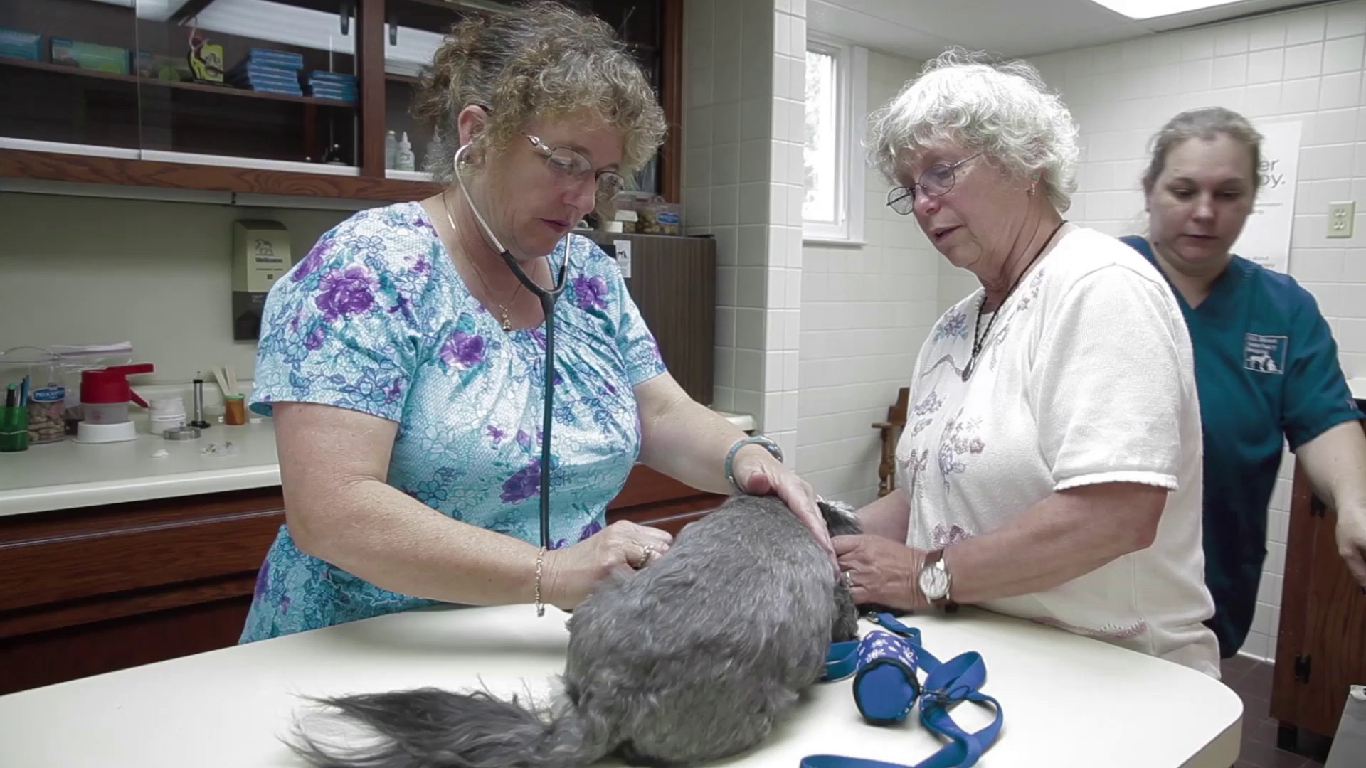 ⁣Welcome to Hill Street Veterinary Hospital