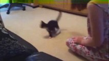 Funny Videos 2014 - Funny Cats Video - Funny Cat Videos Ever - Funny Animals Funny Fails 2014.