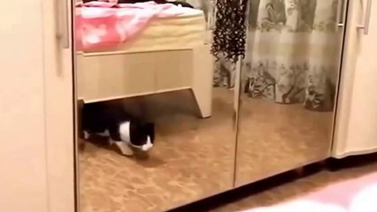 White Crazy Cat Funny Animal Videos 2014.