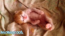 Funny Videos Funny Cats Fails Funny Vines Videos Cool Cute Funny Videos #7.