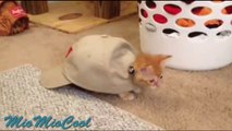 Funny Videos Funny Cats Fails Funny Vines Videos Cool Cute Funny Videos #8.