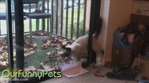 Funny Videos Funny Cat Videos Funny Vines Cool Cute Cats Funny Videos #6.