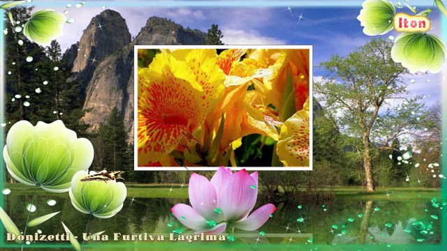 Una furtiva lagrima (L'Elisir D'Amore, Donizetti) & Flowers for you