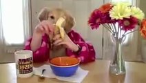 Human Dog Funny video clips and pranks, Funny Animals GAGS just for laughs!.