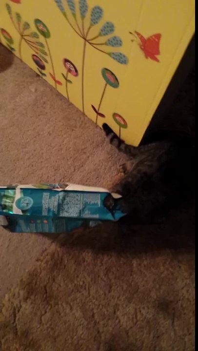 My poor cat gets stuck.