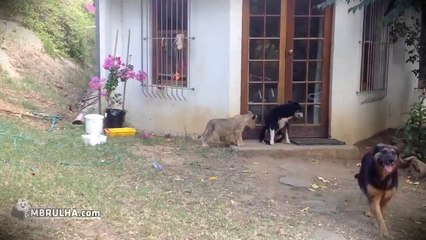 Leão assusta cão - EMBRULHA.com