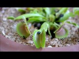 La pianta 'Dionaea Muscipula' cattura un piccolo insetto