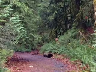 Woman Takes a Photo of a Sasquatch While Hiking!!