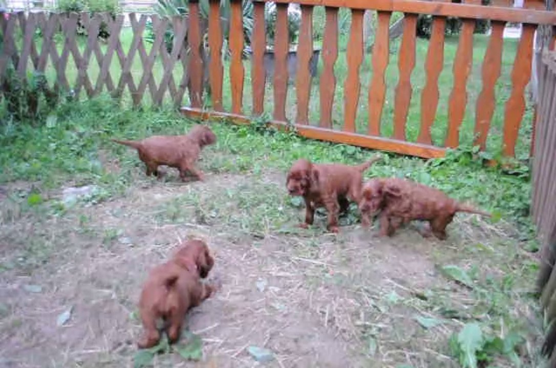 Chiots "J" Hayley