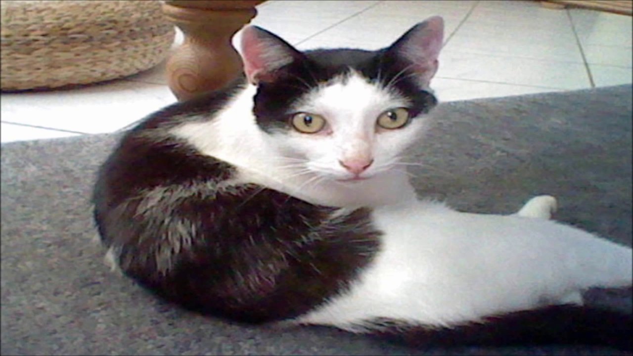 KATZE TRINKT AUS KLO!!!