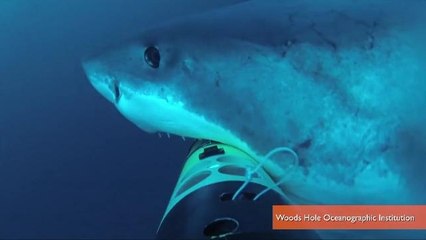 SharkCam Captures Terrifying Footage of A Shark Attack