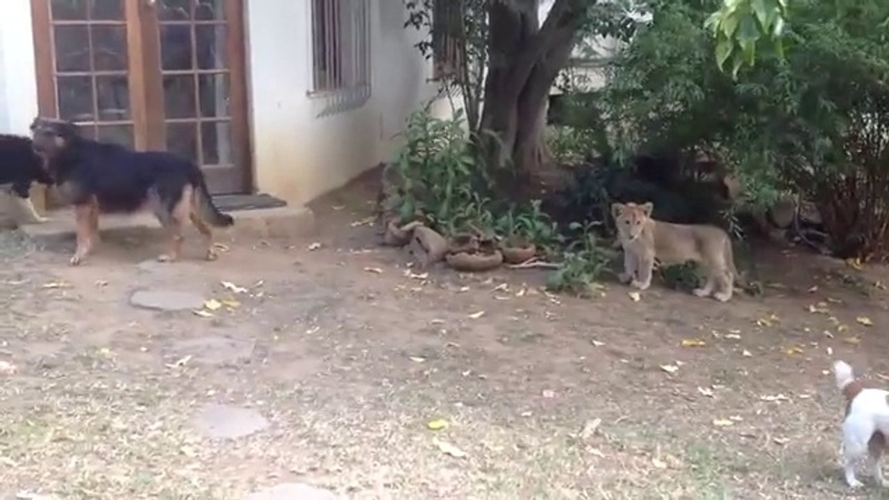 Un lionceau fait peur à des chiens