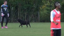 Cachorro invade treino do Flamengo e rouba a cena