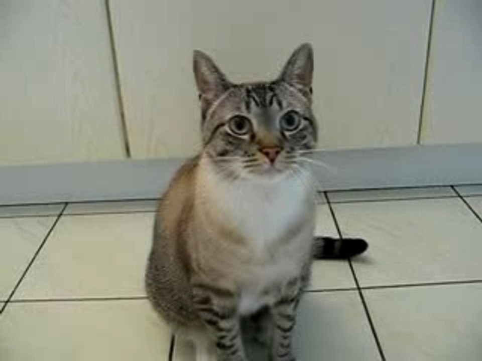 Némo