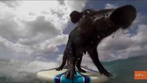 The Bigger the Waves, The Better for Amazing Hawaiian Surfing Pig