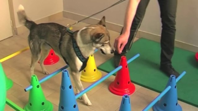 Hydrothérapie animale : les chats et les chiens à l'eau