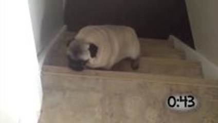 Pugs Hopping Up the Stairs