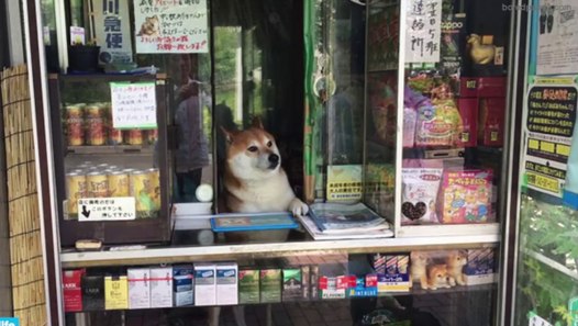 Shiba Inu From A Japanese Bodega Becomes An Internet Celebrity