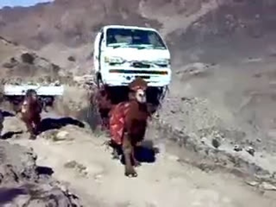 Funny Camel