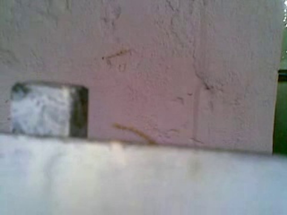 Strange Chenjay in my House Uberlandia Brazil on 12-07-2014 by Abu Shayan (2)