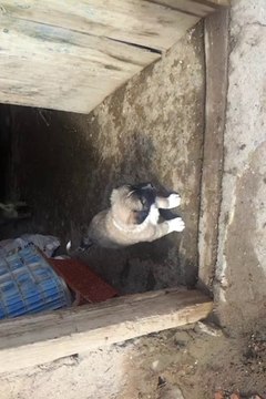 KANGAL YAVRUSU 0554 745 52 53