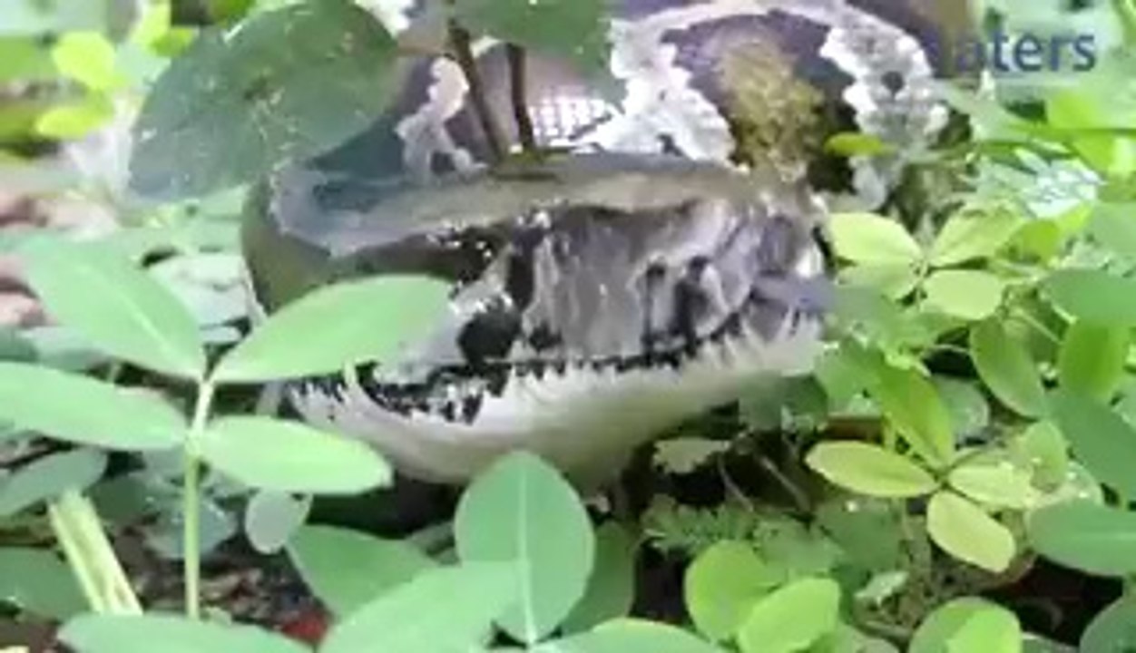 Tourists Cover with Snkes - Unbelievable Wow! - Never Miss The Video