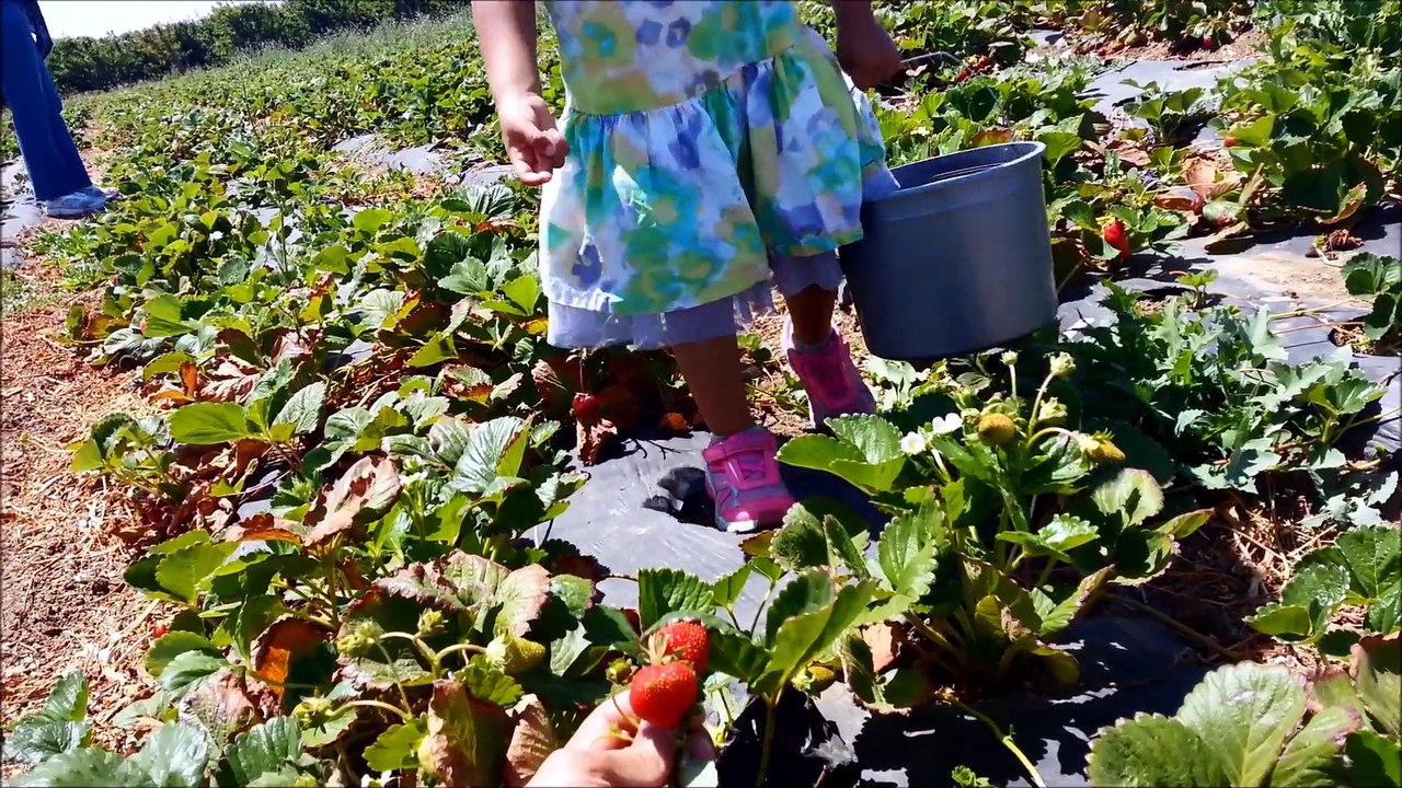 Picking Fruit