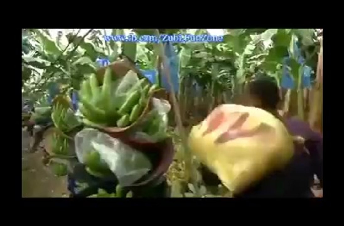 ترقی یافتہ ممالک میں نہایت جدید طریقے سے کیلے کیسے اگائے اور پھر پیک کیے جاتے ہیں- بہت ہی معلوماتی ویڈیو ہے ۔