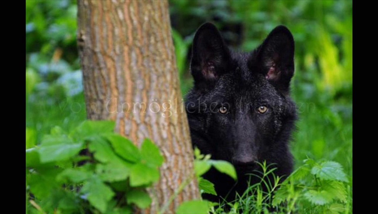 Alles-Gute-zum-Geburtstag-05-05-2011