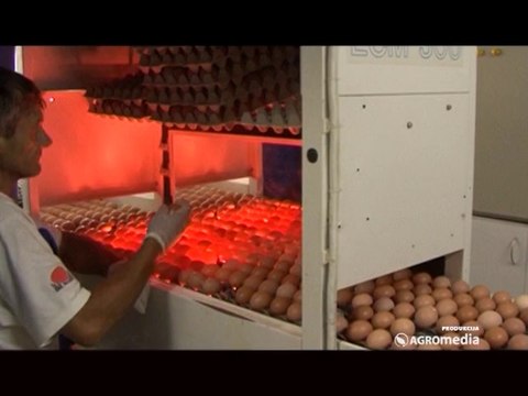 70000 jaja dnevno od koka nosilja_359_02.08.2014.