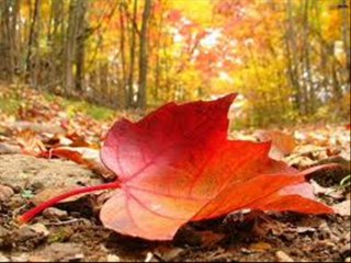 YILDIZ DEMİRKOL SAVAŞ-yıldızlıtürküler-İNSAN KISIM KISIM