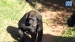 Le premier bébé gorille d'Amérique latine est né au Brésil