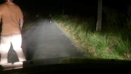 LAPIN AU BORD DU CHEMIN LE 06 AOÛT 2014