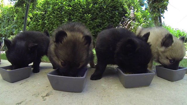 Spitz Allemand nain et petit - gopro chien - gopro animaux
