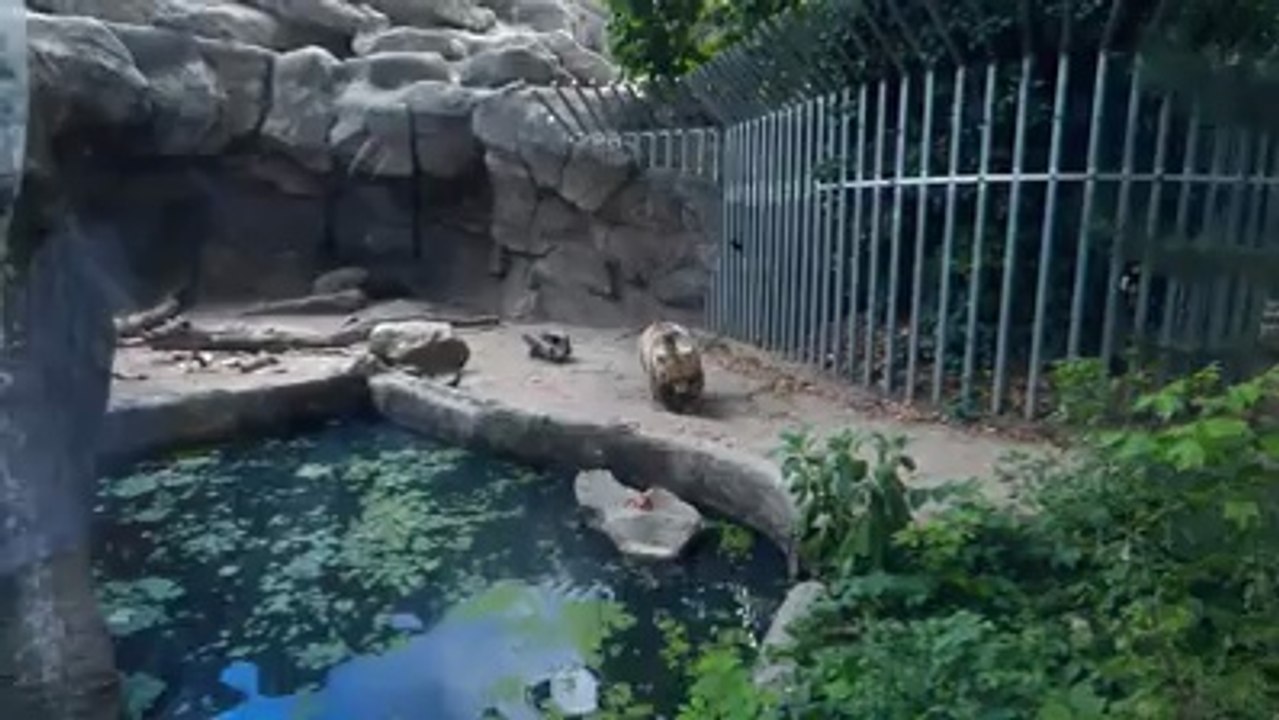 He was looking out... Bear Saves A Crow From Drowning!