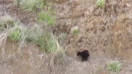 Bear Climbs The Mountain