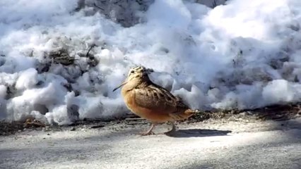 Bird Feels The Beat Like a Boss