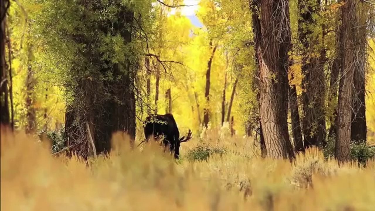 How Wolves Can Improve Ecosystem