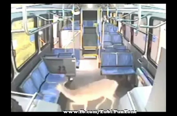 lucky deer